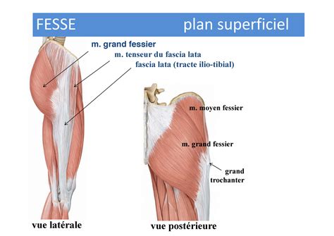 Fiches Techniques Des Muscles Membre Inf M Grand Fessier M Tenseur Du Fascia Lata Fascia