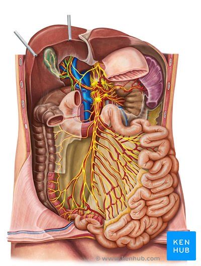 Celiac Solar Plexus Definition Anatomy And Function Kenhub