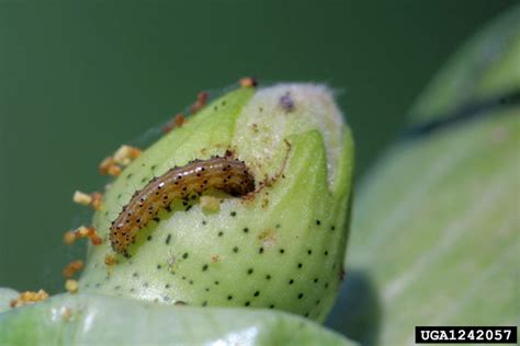 Cotton Bollworm - Barmac Pty Ltd