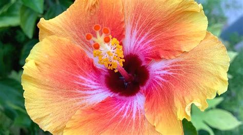 What Colors Are Hibiscus Flowers When They Bloom?