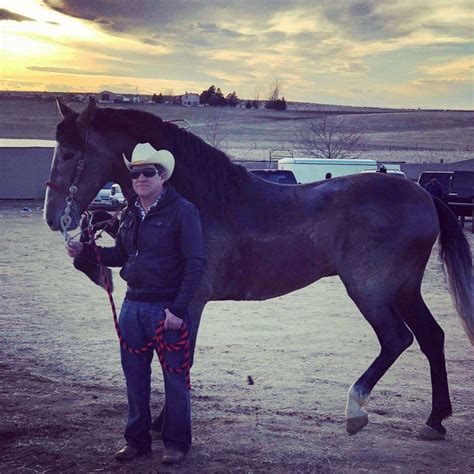 Andalusian Stallion