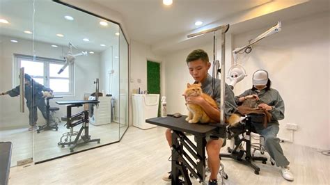 6 Tips On Identifying A Good Cat Grooming Salon In Singapore Nekomori