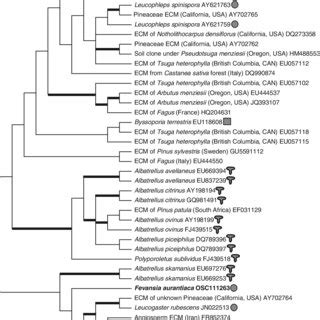 Midpoint Rooted Majority Rule Consensus Tree Generated From