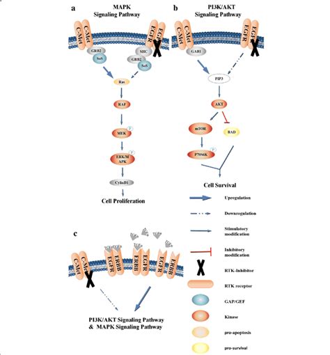 Crosstalk Between C Met And Egfr A B The Tyrosine Kinase Receptors