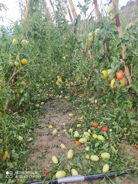 Grandine e siccità Gardoni Coldiretti Marche Necessarie le polizze