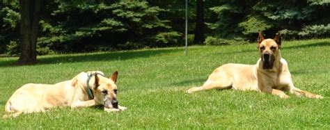 Photos Saxonburg Kennels