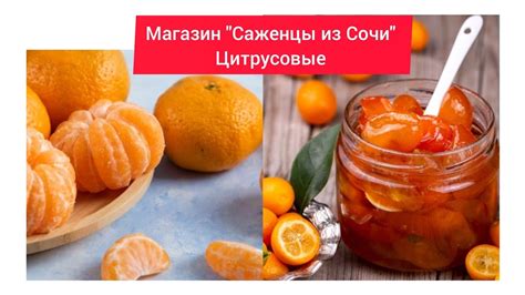 🎬📽️Онлай Магазин "Саженцы из Сочи" Цитрусовые культуры Апельсин ...