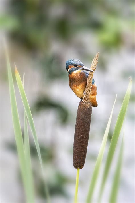 Kingfisher Bird Animal Free Photo On Pixabay Pixabay