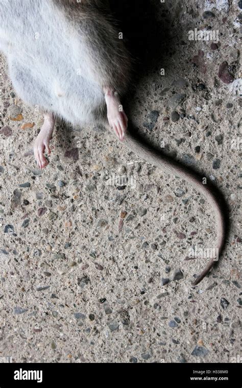 Common Long Tailed Brown Rat Rattus Norvegicus Dead Stock Photo Alamy
