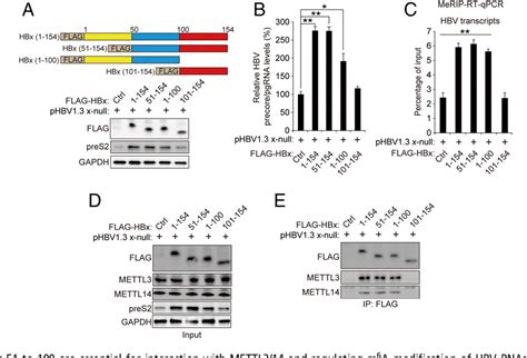 Figure From Hepatitis B Virus X Protein Recruits Methyltransferases