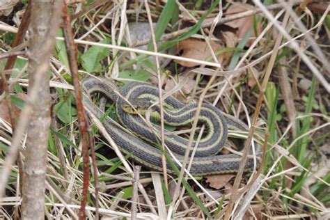 Una Joven Serpiente Gris Verde Foto De Archivo Imagen De Macro