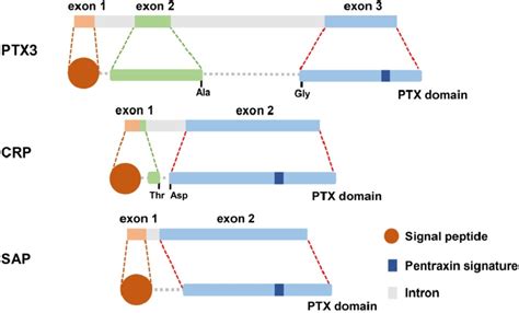 The Gene And Protein Structure Of Ptx Crp And Sap What Is Known Is