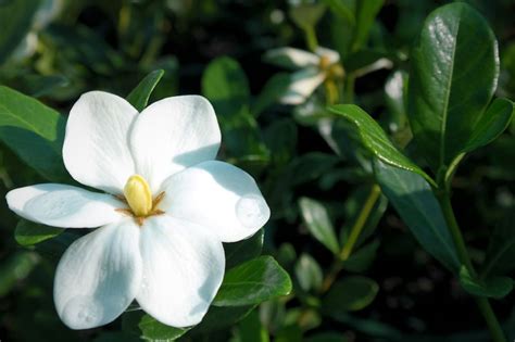 Gardenia Grandiflora Star - Lakeside Plants & Nursery