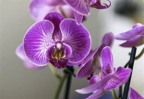 27 Types Of Pink Orchids With Pictures Own Yard Life