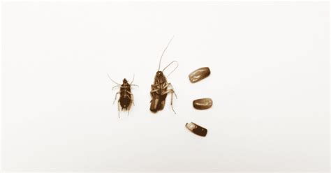 German Roaches: Best Prevention Tips + Quick Facts