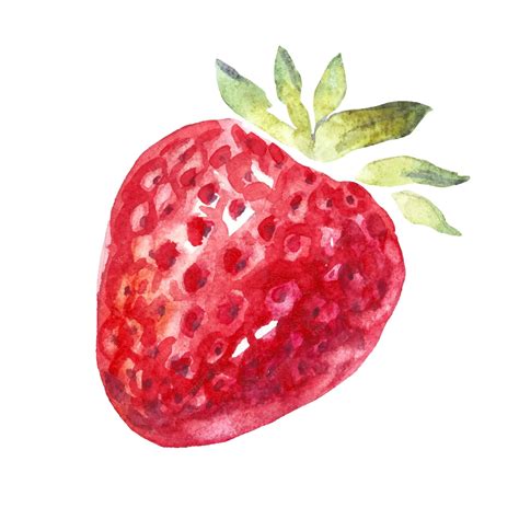 Premium Vector Watercolor Strawberry Vector