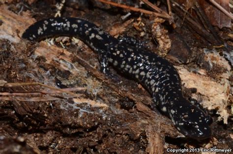 Louisiana Slimy Salamander Plethodon Kisatchie