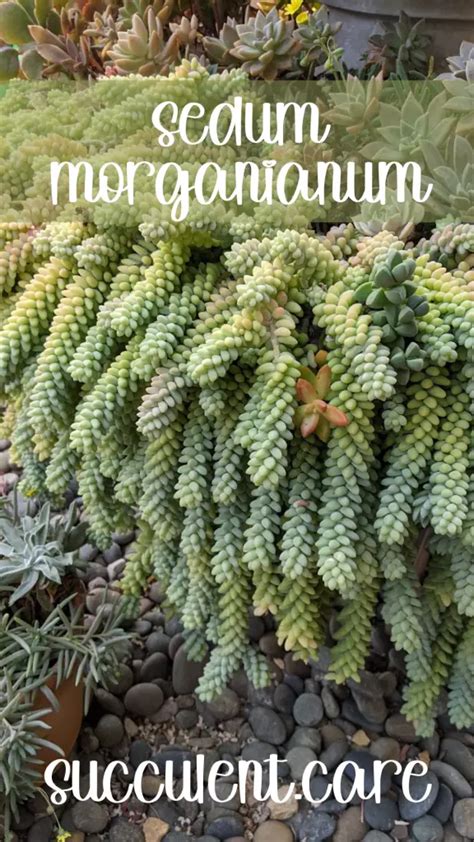 Sedum Morganianum ‘burros Tail A Comprehensive Succulent Care Guide