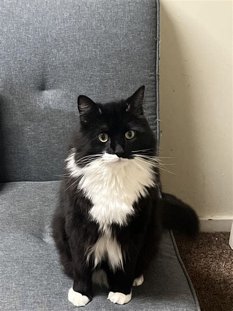 Stuck Trying To Figure Out The Breed Of My Tuxedo Cat Rcats