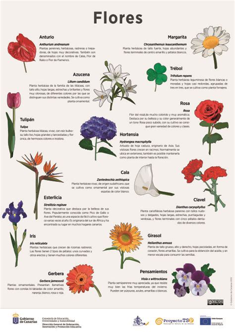 Tipos De Flores Para Dibujar Con Sus Nombres Dibujos De Colorear The