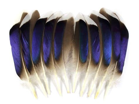 Mallard Duck Feathers - Set of 10