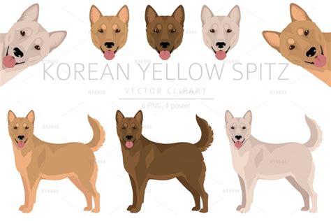Korean Yellow Spitz