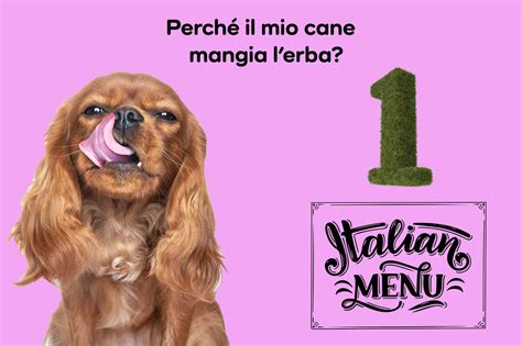 Perch Il Mio Cane Mangia Lerba Motivi E Cosa Fare Se Succede