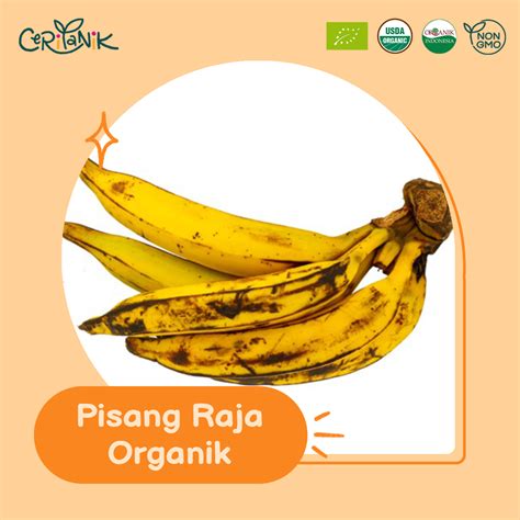 Pisang Raja Organik 1 Kg Ceritanik Raja Banana Organic Buah