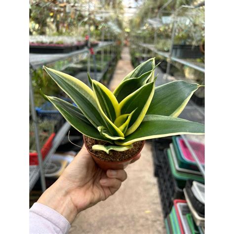 Sansevieria Trifasciata Jade Dwarf Marginata In Cm Pot Houseplant