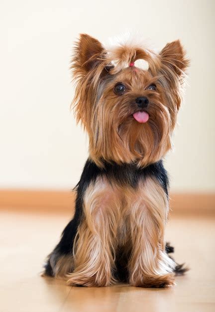 Premium Photo Yorkshire Terrier Sitting On Floor