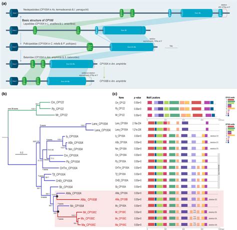 Comparative Genomics Reveals The Dynamic Evolutionary History Of Cement