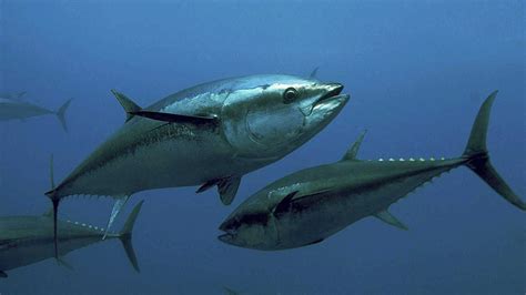 Thunnus Thynnus Atún Rojo News Proypesca