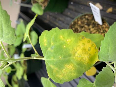 Potato Virus X A Global Potato Infecting Virus Found In Potato And Other Solanaceous Crops