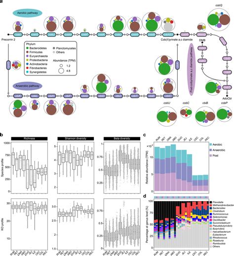 Cobalamin De Novo Biosynthesis In The Ruminant GIT Microbiome A The De