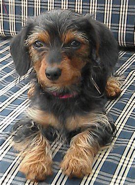 21 best images about Yorkie Dachshund mix AKA DORKIE on Pinterest | Car ...