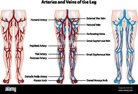 Arteries And Veins Of The Lower Body