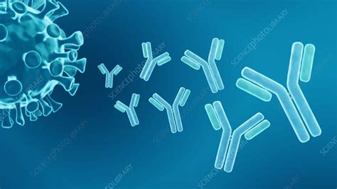 Antibodies Animation Stock Video Clip K0109846 Science Photo