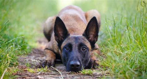 Belgian Malinois Temperament Traits, Personality and Behavior