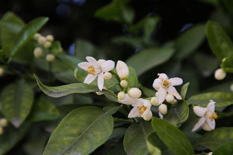 Premium Photo | Beautiful grapefruit flowers blooming on tree branch outdoors