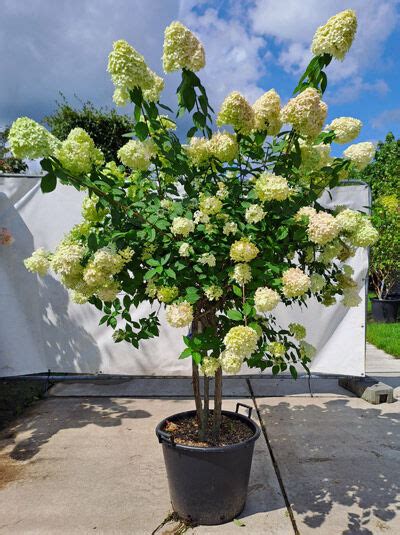 Hortensien Hydrangea Rarit Ten Einzelst Cke Baumschule