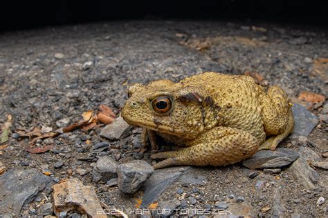 Bufo Bankorensis Inglourious Reptiles Flickr