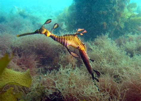 Download Seahorse Animal Leafy Seadragon Hd Wallpaper