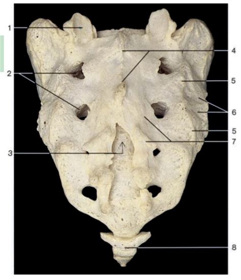 Posterior View Of Sacrum Diagram Quizlet