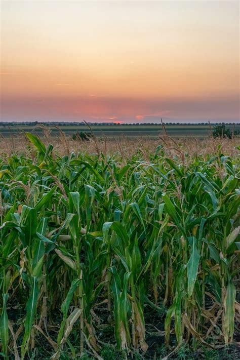 Beautiful Green Corn Field At Sunset Corn Field At Sunset With