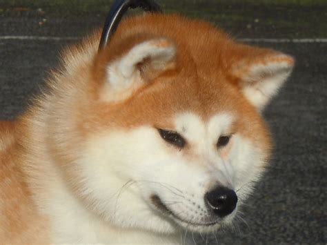 Akita - Asian Spitz and related breeds - Japan Dogs