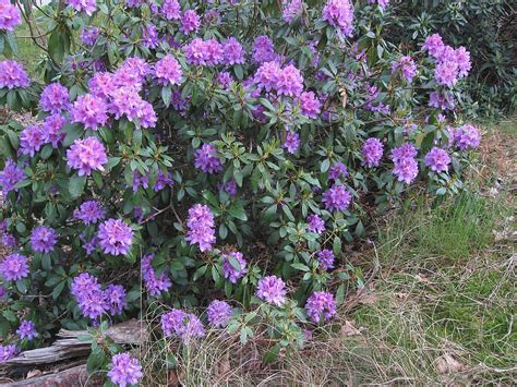 Rhododendron Ponticum Mad Honey Plante D Ornement Planter Des Arbres