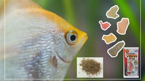 What To Feed Freshwater Angelfish Best Food For Angelfish Basic Care