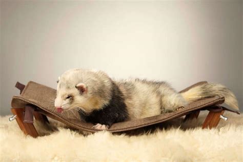 🥇 Ferret Breeding How To Do It At Home Guide From Start To Finish