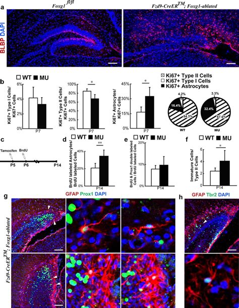 Foxg1 Has An Essential Role In Postnatal Development Of The Dentate Gyrus Journal Of Neuroscience