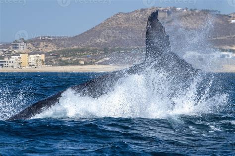 Humpback Whale Tail Slapping In Front Of Whale Watching Boat In Cabo